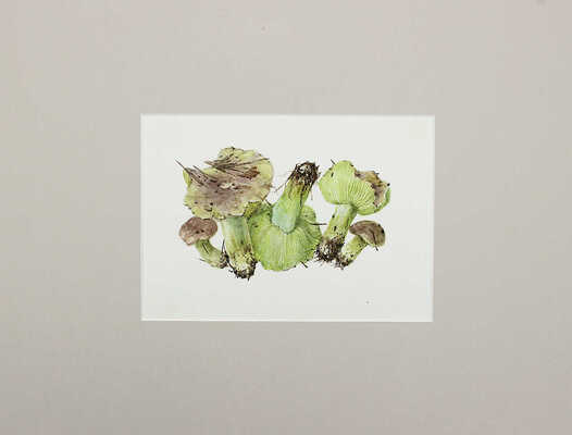 Шипиленко Александр Кузьмич. Лот из трех листов с рисунками грибов: гигрофор поздний, паутинник рыже-оливковый, рядовка зеленая  